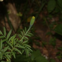 Tagetes erecta L.